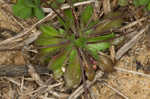 Spring draba